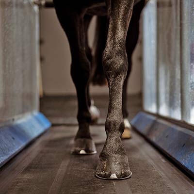 jambe cheval horse trainer